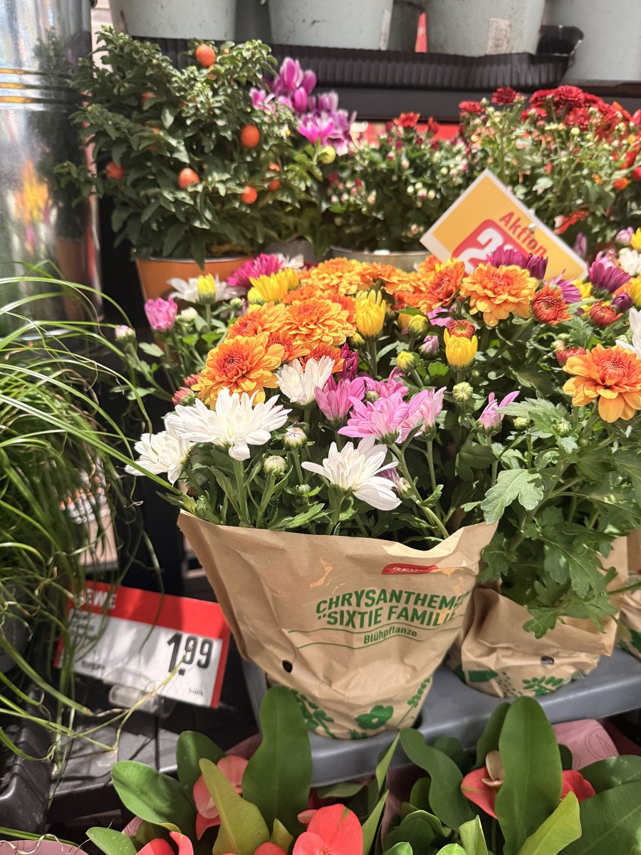 Chrysantheme Sixtie Family